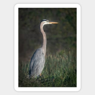 Great Blue Heron Portrait Sticker